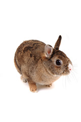 small home bunny