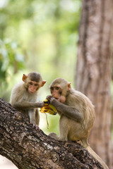 monkey