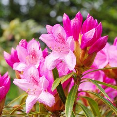 Rhododendron 27