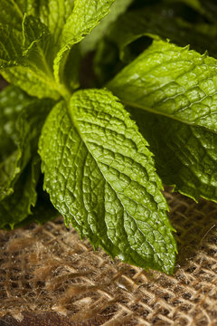 Organic Green Mint Leaf