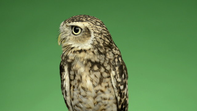 Little owl looking around in front of a green background