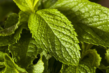 Organic Green Mint Leaf