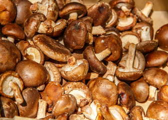 mushroom group
