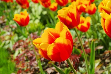 Tulpe rot gelb - tulip red yellow 08