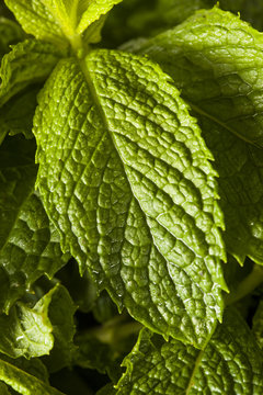 Organic Green Mint Leaf