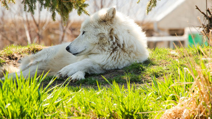 Naklejka premium Arctic Wolf B