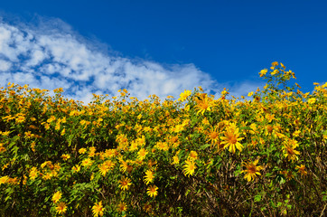 Tung Bua Tong Mexican sunflower in Thailand