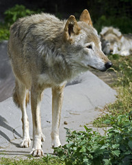Grey wolf