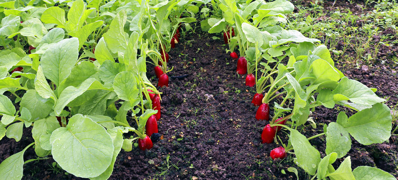 Ripe oval red radish