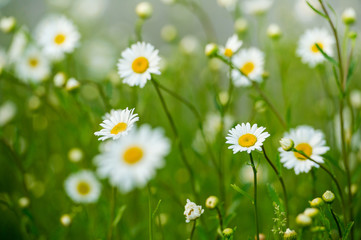 Field of daisies background