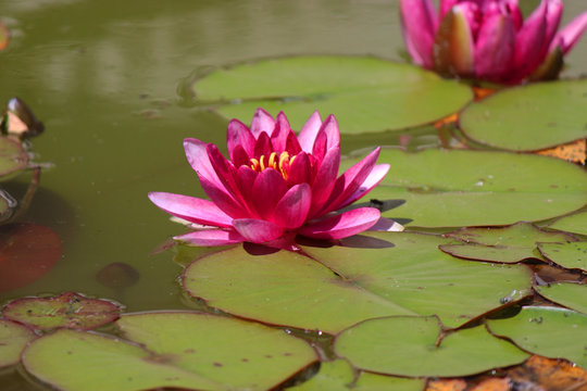 Water lilly