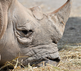 A close up photo of a white rhino's face,horn and eye.