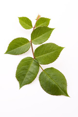 Fototapeta na wymiar rose leaf