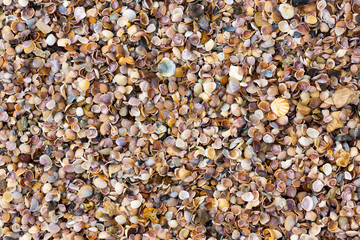 Shells on a beach