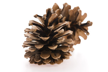 brown pine cone isolated on white background