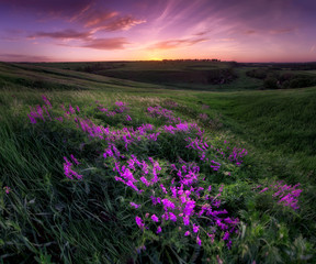Fototapeta na wymiar Violet flowers at the hillside at sunrise