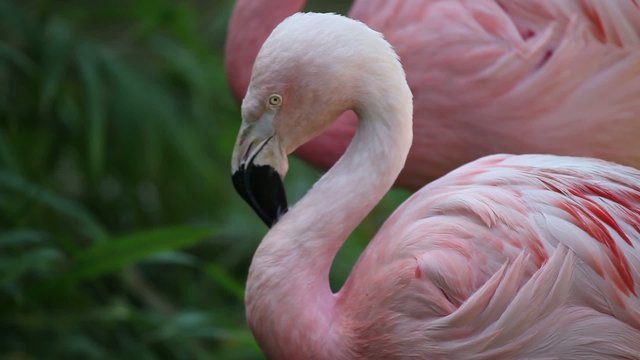 Detail of two Pink Flamingo in the lake