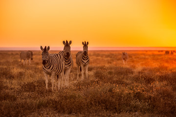 Naklejka premium Stado pasących się zebry o wschodzie słońca w Etosha, Namibia