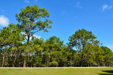 View of a Pine Plantation