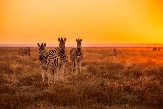 Fototapeta Fototapeta Trzy zebry podczas wschodu słońca, Etosha, Namibia ścienna