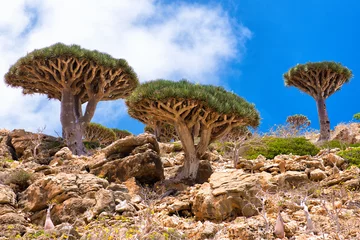 Photo sur Plexiglas Île Socotra Homhil dragon tree