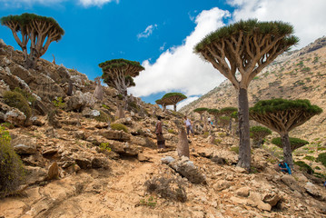 Fototapeta na wymiar Socotra Homhil dragon tree