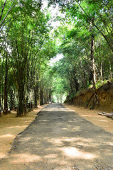 Walk way through the forest.