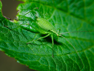 katydid insect