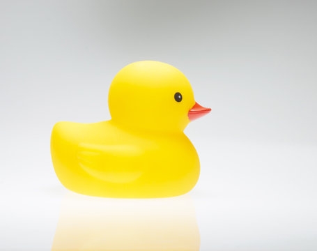 Yellow duck isolate on white background 