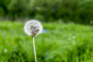 Fluffy flower dandelion with insects amid greenery