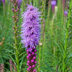 Prachtscharte - Liatris spicata