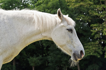 Close-up of white horse standing outdoors in meadow with trees i
