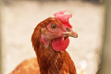 Close-up of chicken outdoors in coop.