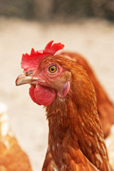 Close-up of chicken outdoors in coop.