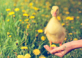 Little yellow duckling