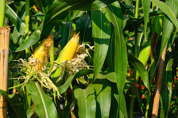 Corn ears on the stalk