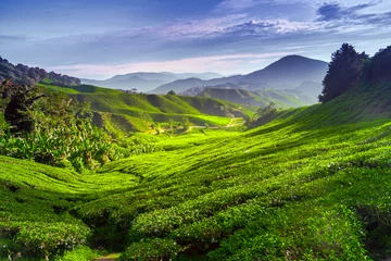 Rolgordijnen Tea plantation © Goinyk