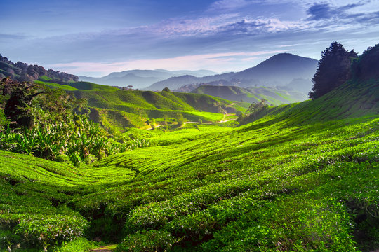 Tea plantation