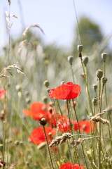 Mohnblüten am Rande eines Dinkelfeldes