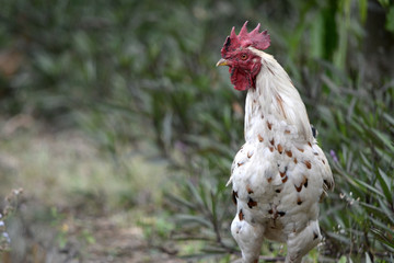 white cock