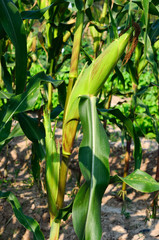 Fototapeta premium Corn ears on the stalk