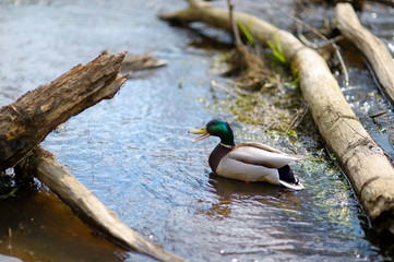 A duck in a river