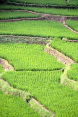 green ricefield