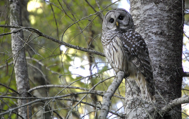 Barred Owl