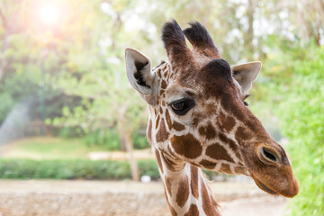 Giraffe in safari Ramat-Gan