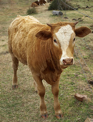 Brown cow for beef cattle farming