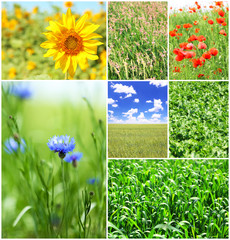 Collage of beautiful fields