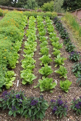 Fototapeta na wymiar Three Rows of Lettuce with Flower Companion Planting.