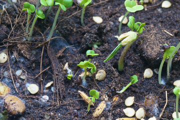 Seed of nut sesame and paddy are germinating