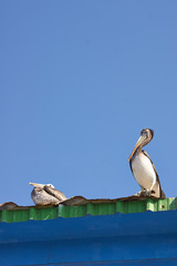 Peruvian Pelicans (Pelicano pelecanus thagus)